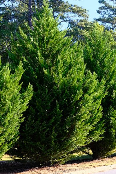 Leyland Cypress