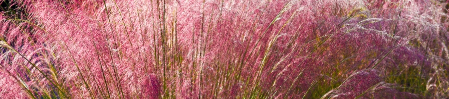 Mauve Grass