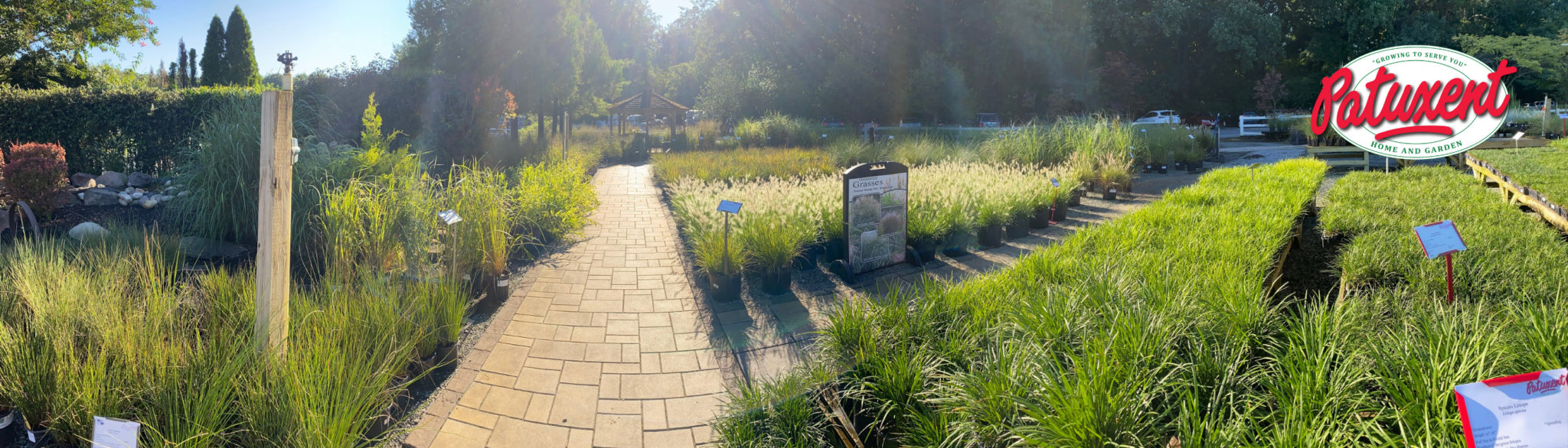 Ornamental Grass Section Ornamental Grasses