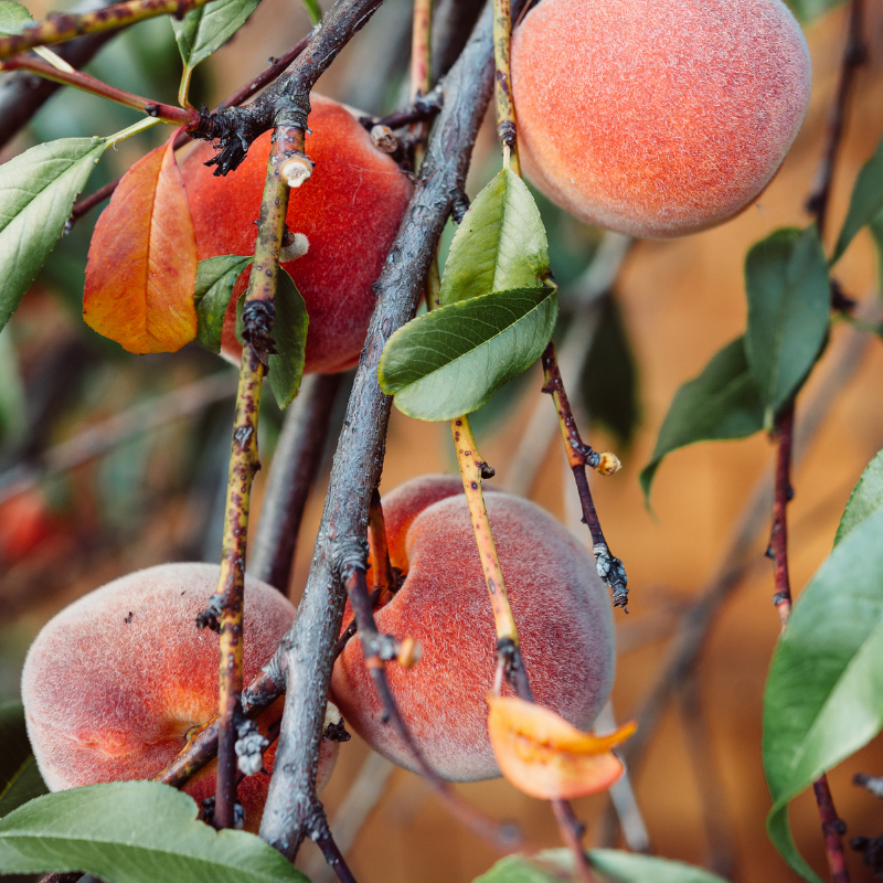 PeachTree PeachTree