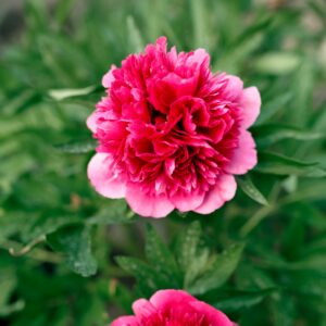 Peony