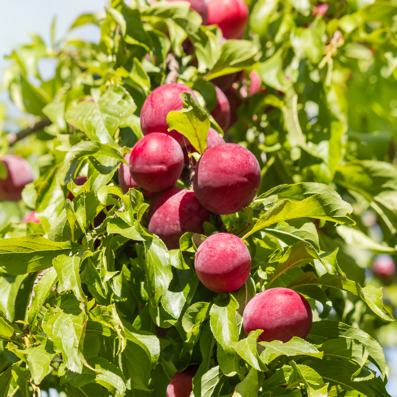 PlumTree PlumTree