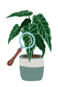 ReadTheLeaves Houseplant