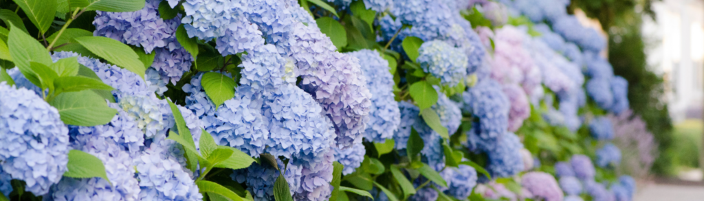 Shrubs