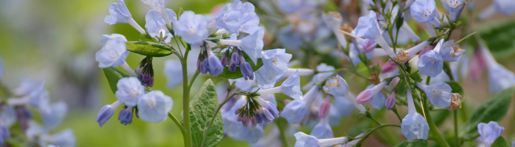 Spring Perennials