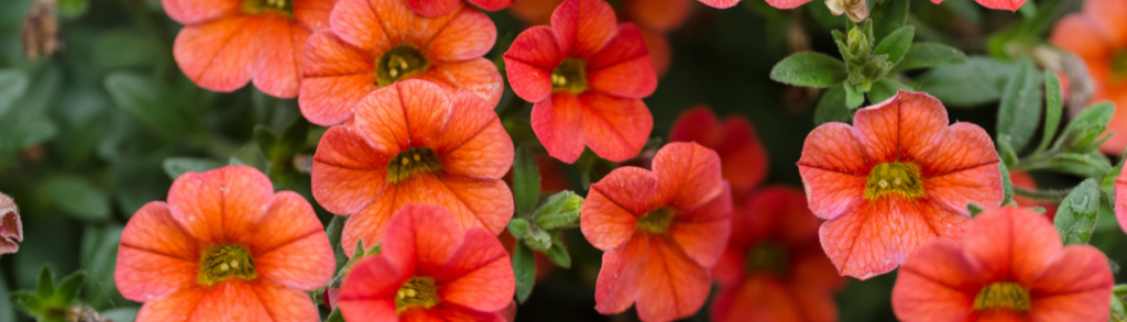 Summer Annuals