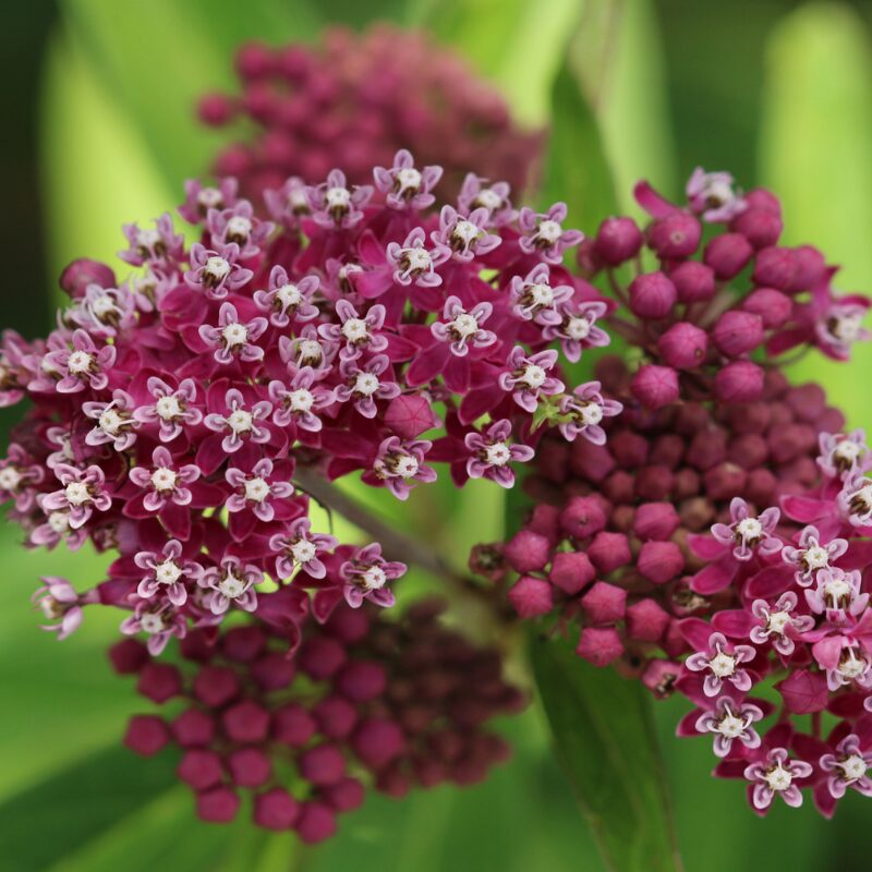 Deer Resistant Perennials| Patuxent Nursery | Bowie MD