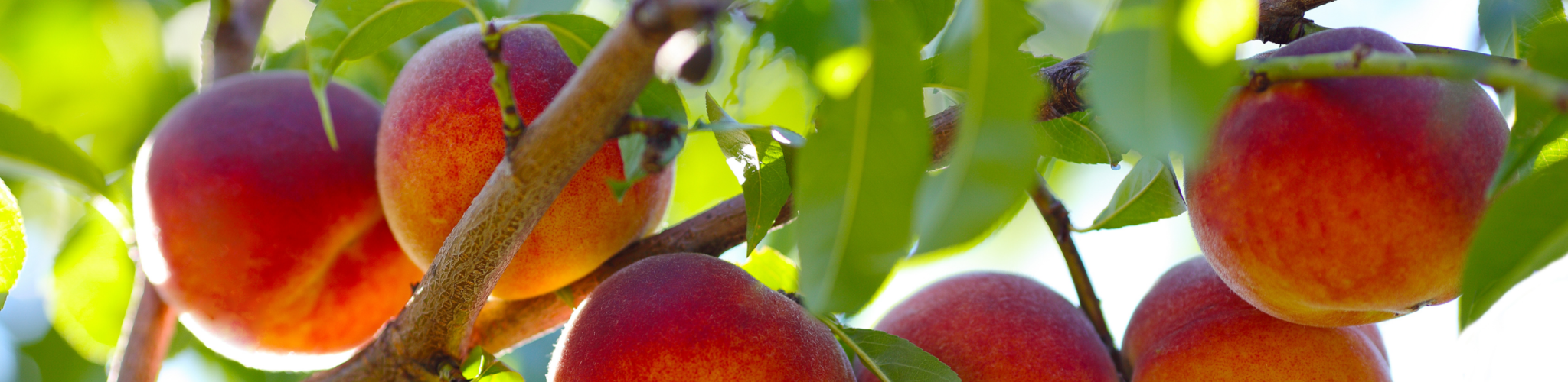 FruitTrees Fruit Trees
