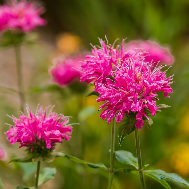 Deer Resistant Perennials - BMR Greenhouses & Water Gardens Ltd.