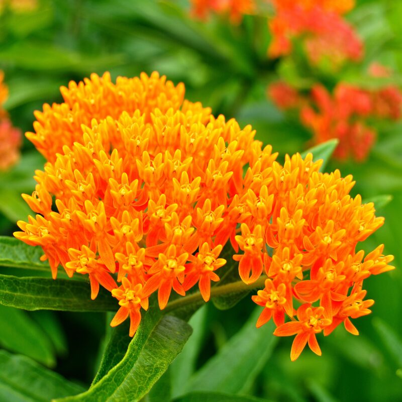 ButterflyWeed