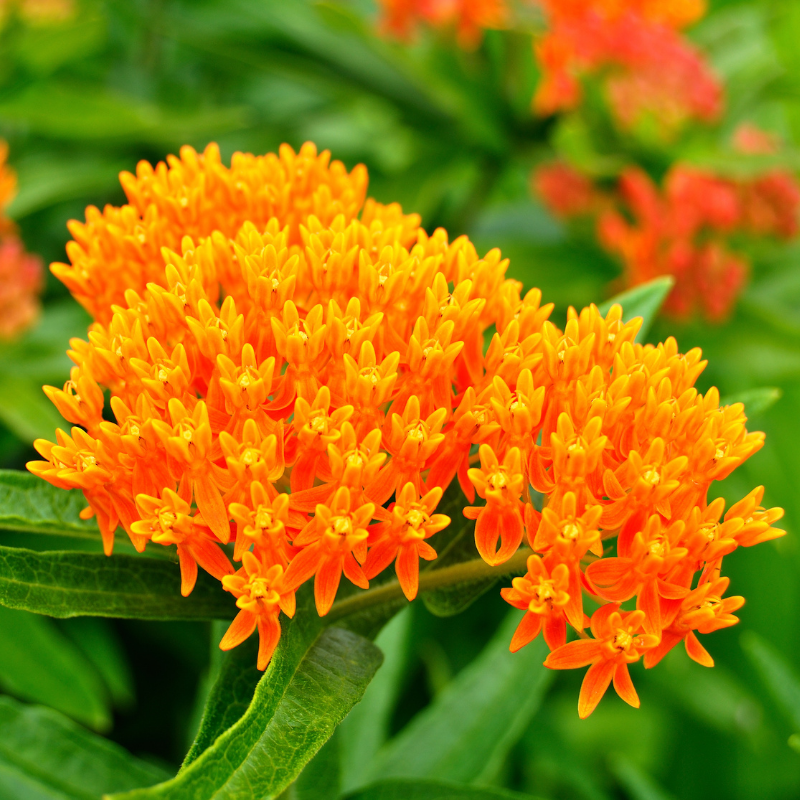 ButterflyWeed