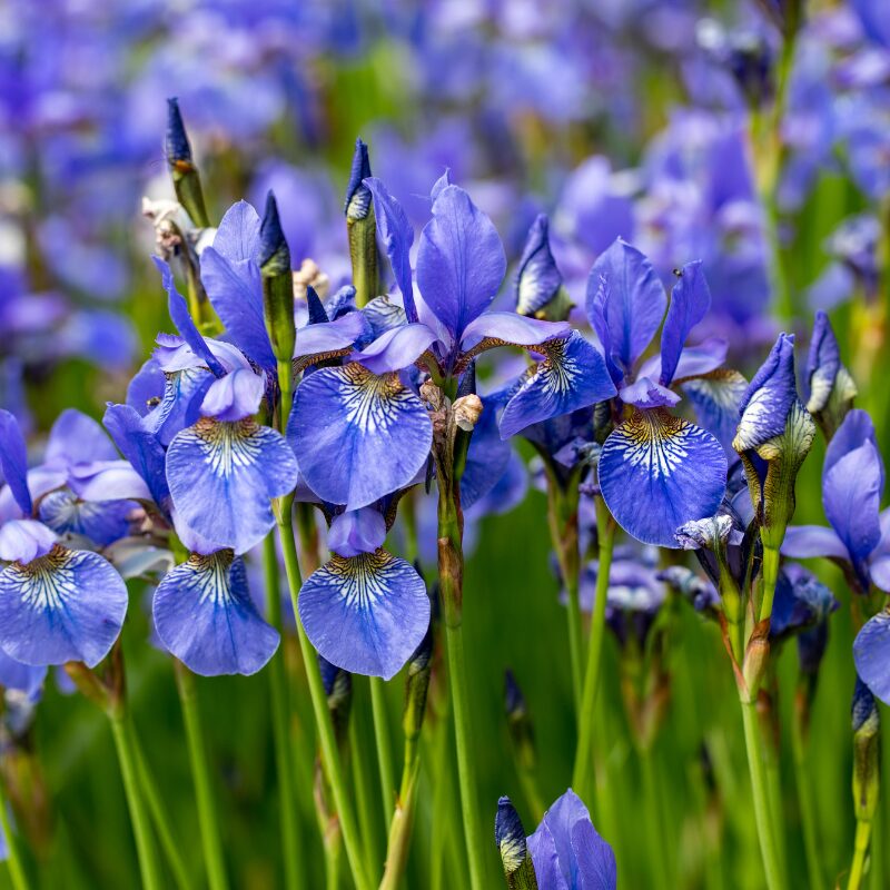 Northern Blue Flag