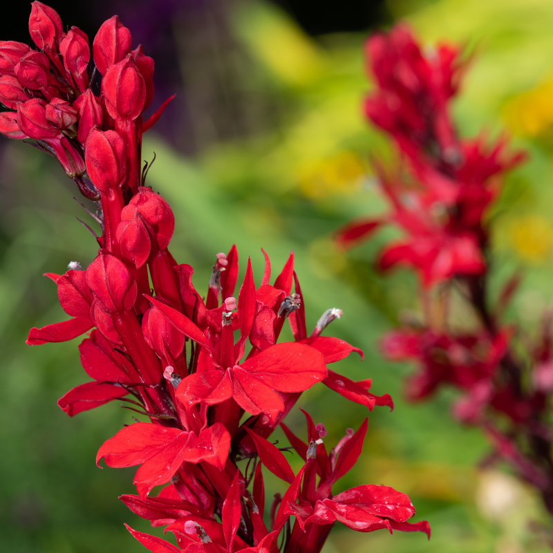 CardinalFlowers
