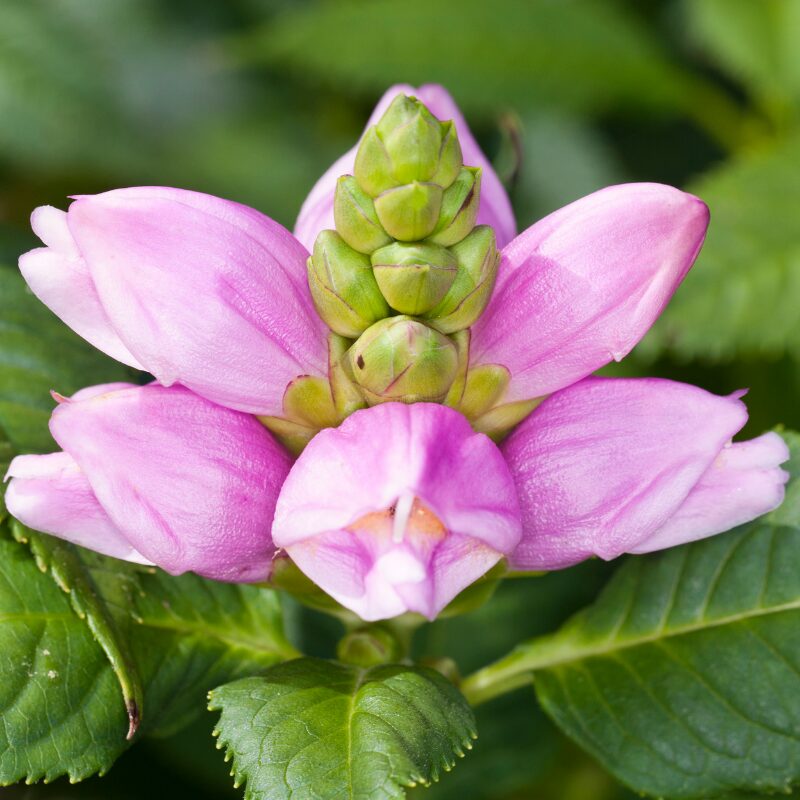 Turtlehead