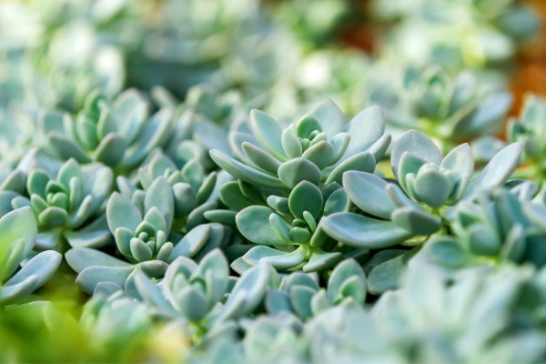 Succulent