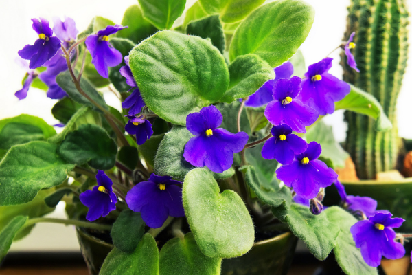 AfricanViolet