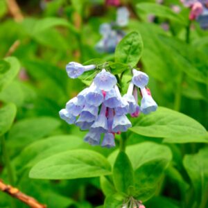 Virginia Bluebell