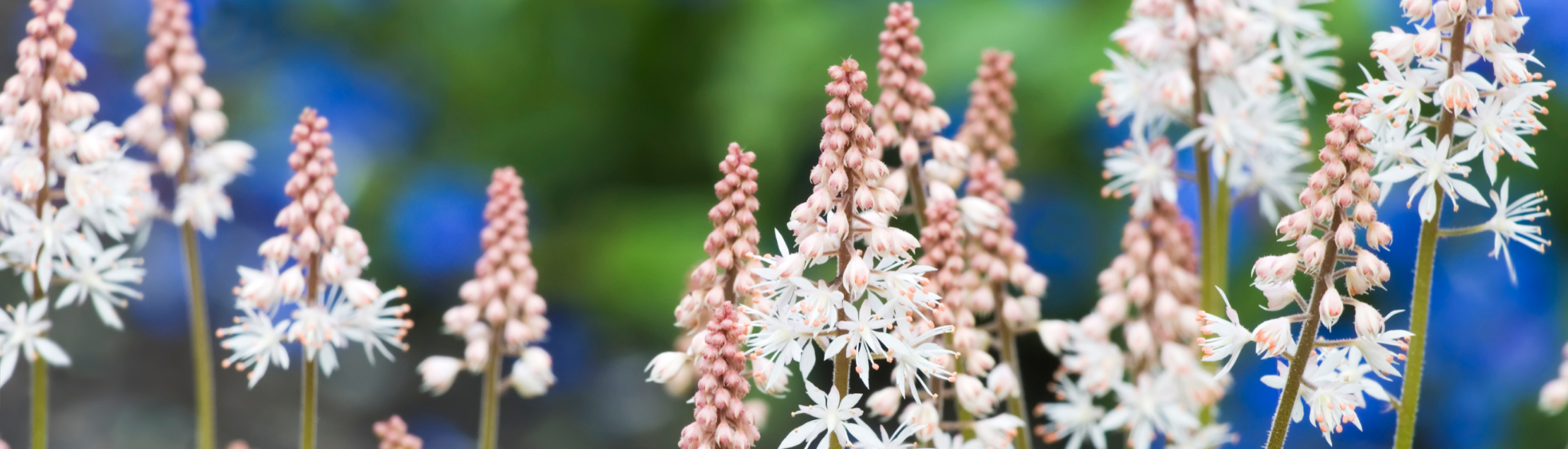 Winter Perennials