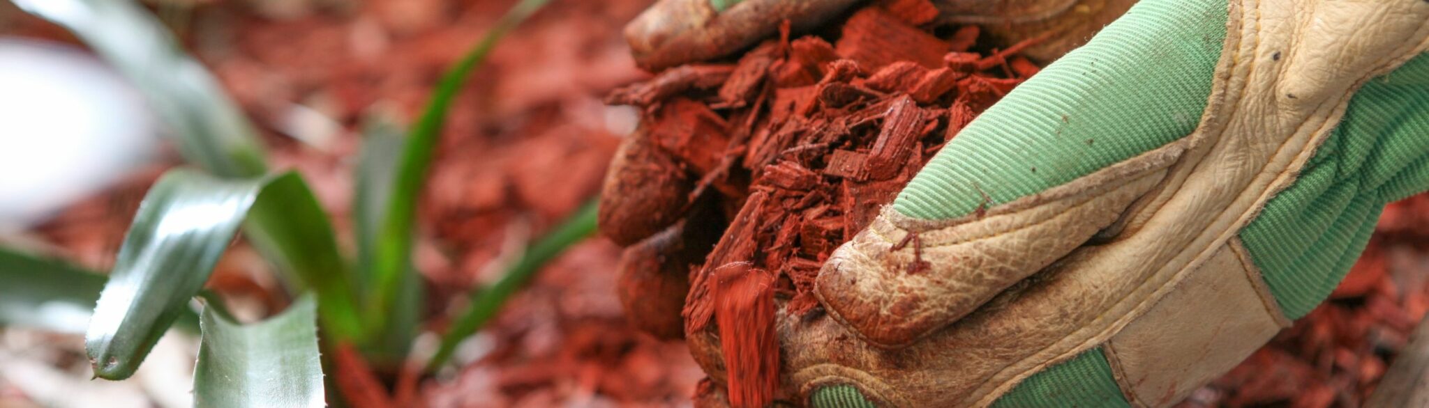 Bloved Hands Scooping Red Mulch Bloved Hands Scooping Red Mulch