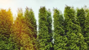 tall evergreens reaching to the sky in staggered row