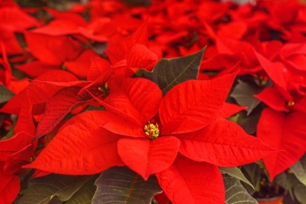 group of bright red christmas flower poinsettias