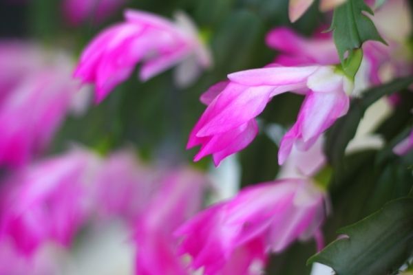 pink flowers on holiday cacti