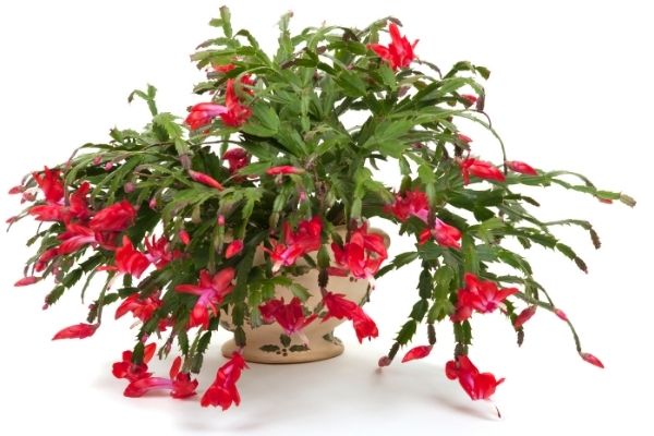 Large red christmas cactus in full bloom