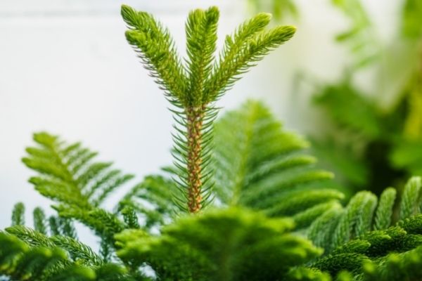 closeup of norfolk island pine branches