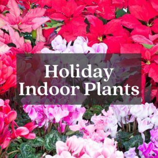 christmas poinsettias holiday flowers cyclamen