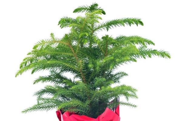 small norfolk island pine in red container