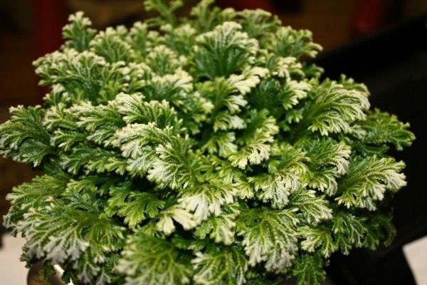 large christmas frosty fern with white tips on green foliage