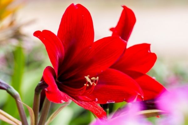 closeup of red amaryllis flower