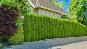 example of small evergreens making a living fence around a house