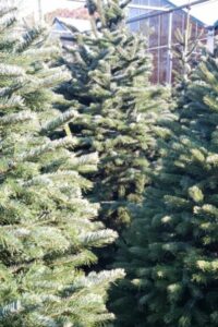 three fraser fir christmas trees at patuxent nursery