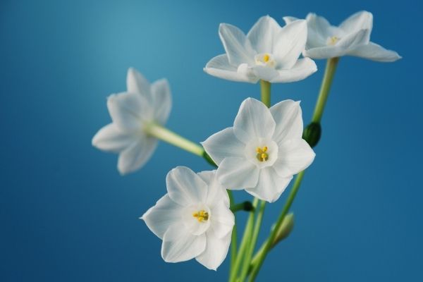 holiday paperwhite narcissus in bloom