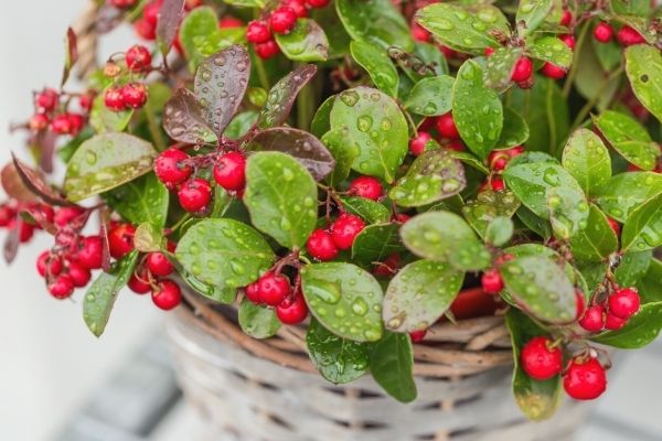 wintergreen teaberry plant full of red berries covered in dew