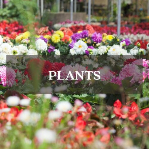 flowers in a garden center flowers in a garden center