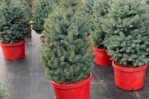 blue spruce trees in red containers for christmas