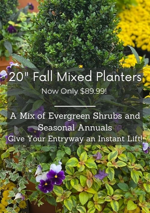 mixed planters are on sale