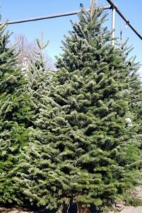 Noble fir tree at Patuxent Nursery