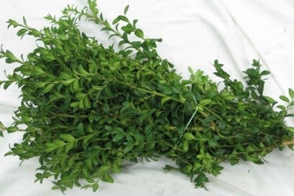 Boxwood Bundles