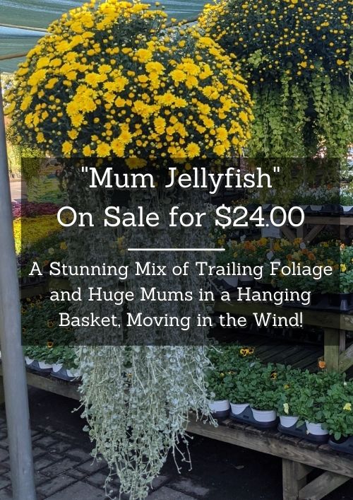mum jellyfish hanging baskets with trailing foliage