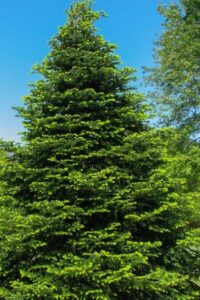 Fully Grown nordmann fir tree