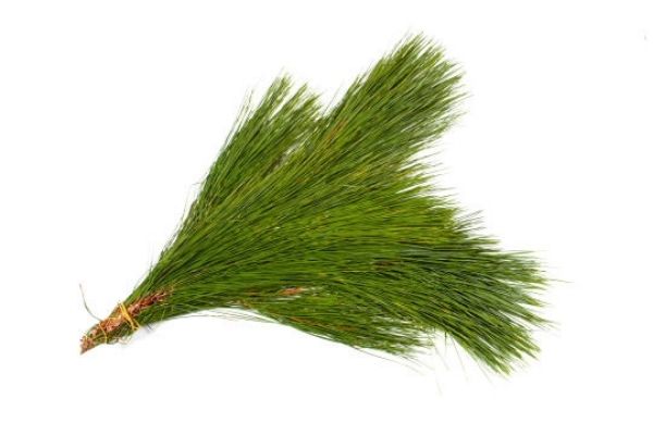 Pine Bundle