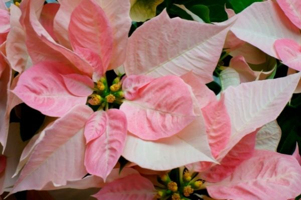 poinsettias with soft pink brachs