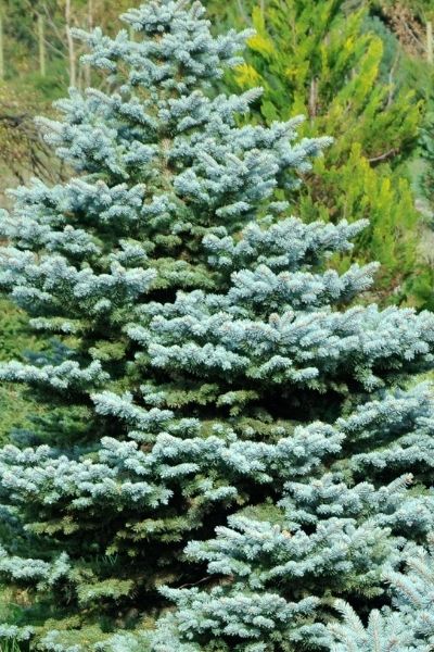 Christmas Trees, Wreaths, Garland & Swags | Patuxent Nursery