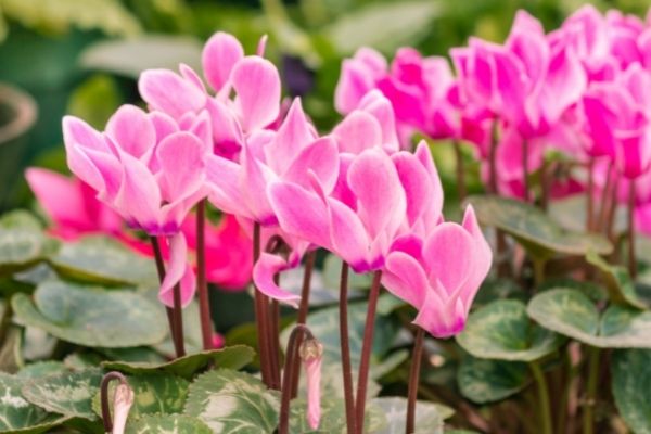 pink cyclamen flowers in a group