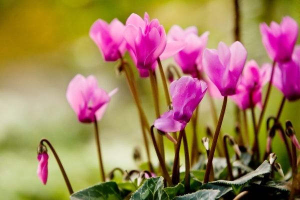 purple cyclamen with clear silhouette over green foliage