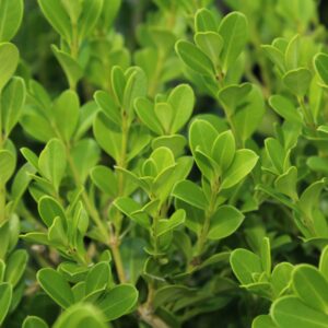 evergreen shrubs