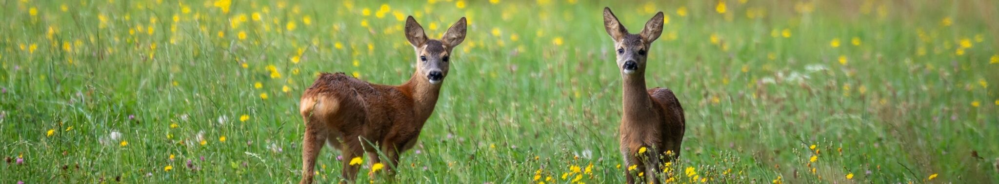 two fawns in a meadow looking at camera